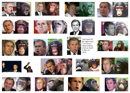 The Bush Apes