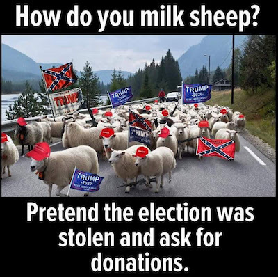How do you milk a flock of sheep?